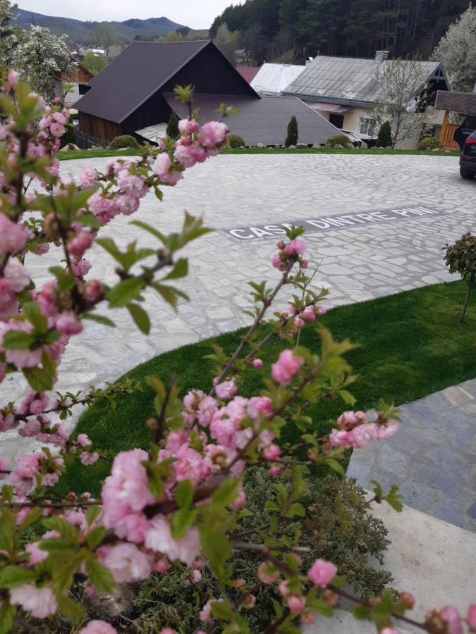 Păltinoasa Casa Dintre Piniヴィラ エクステリア 写真