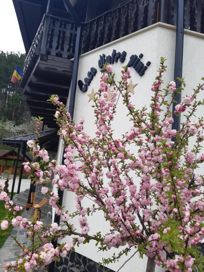 Păltinoasa Casa Dintre Piniヴィラ エクステリア 写真