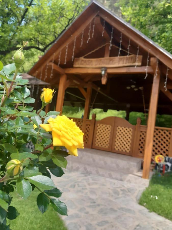 Păltinoasa Casa Dintre Piniヴィラ エクステリア 写真